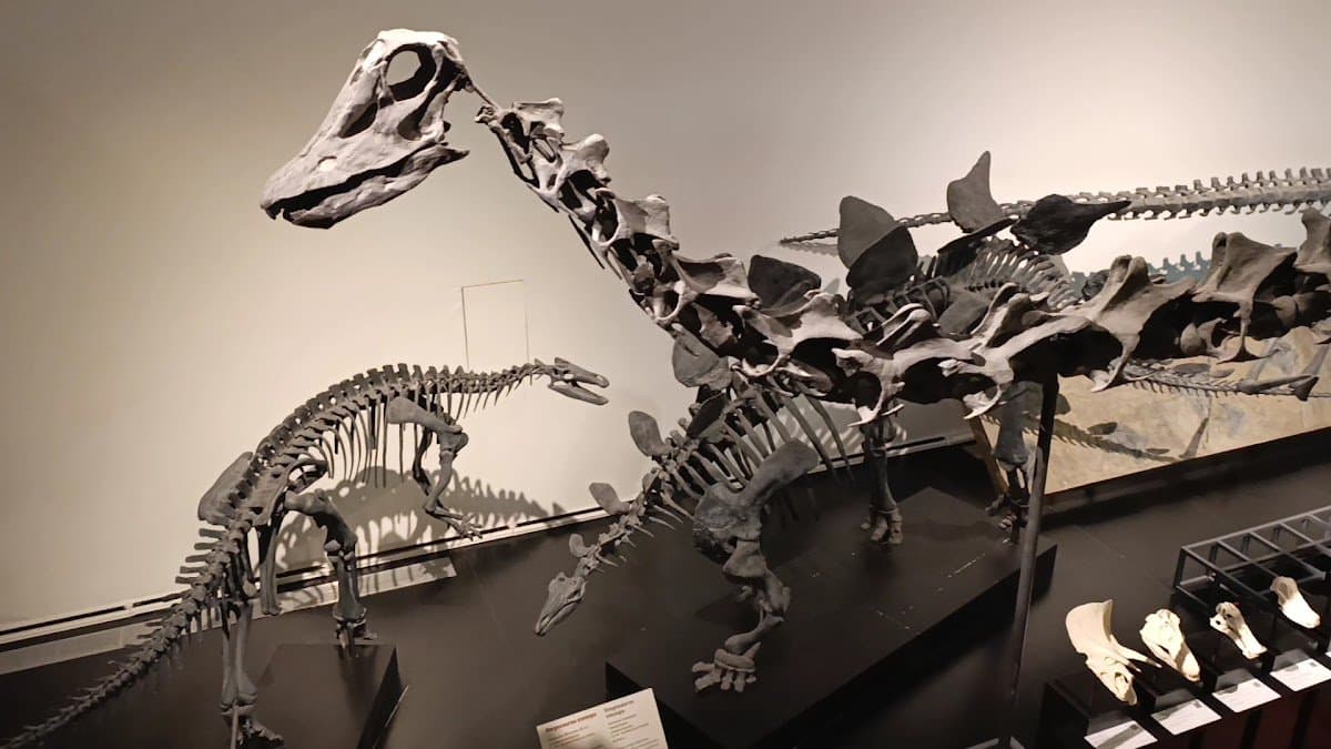 Explora el Museo Nacional de Ciencias Naturales 3